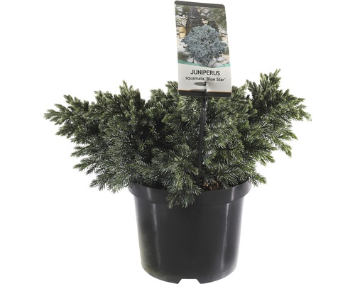 FLORASELF® Jeneverbes Juniperus squamata 'Blue Star' potmaat Ø 19 cm