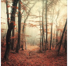 Herfstbos in de mist met gevallen bladeren