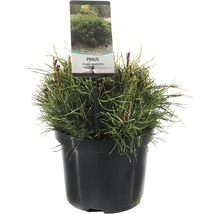 Dwergbergden in pot