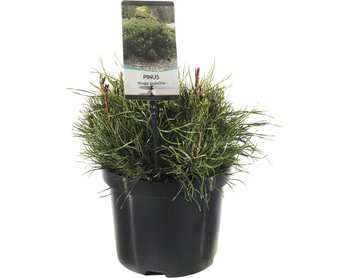 FLORASELF® Dwergden Pinus mugo 'Pumilio' potmaat Ø 19 cm