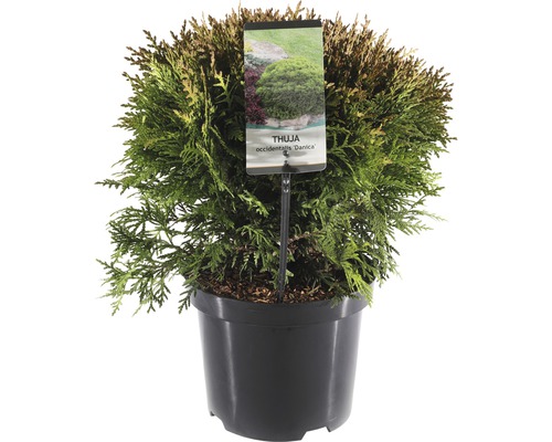 FLORASELF® Westerse Levensboom Thuja occidentalis 'Danica' potmaat Ø 19 cm Thuja occidentalis ''Danica'' in pot