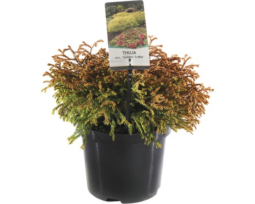 FLORASELF® Westerse Levensboom Thuja occidentalis 'Golden Tuffet' potmaat Ø 19 cm Thuja occidentalis ''Golden Tuffet'' in pot