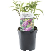 FLORASELF® Vlinderstruik Buddleja davidii 'Pink Delight' potmaat Ø 14 cm