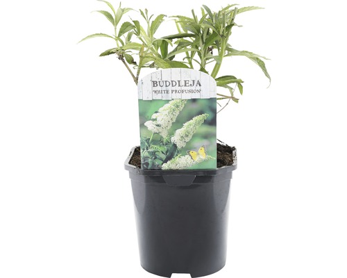 FLORASELF® Vlinderstruik Buddleja davidii 'White Profusion' potmaat Ø 14 cm Vlinderstruik White Profusion in pot