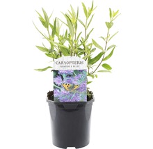 FLORASELF® Blauwe Spirea Caryopteris clandonensis 'Heavenly Bleu' potmaat Ø 14 cm