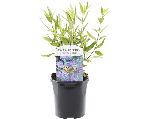 FLORASELF® Blauwe Spirea Caryopteris clandonensis 'Heavenly Bleu' potmaat Ø 14 cm Blauwe spirea ''Heavenly Blue'' plant in pot