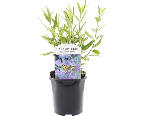 FLORASELF® Blauwe Spirea Caryopteris clandonensis 'Heavenly Bleu' potmaat Ø 14 cm