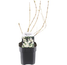 Bruidsbloem in pot