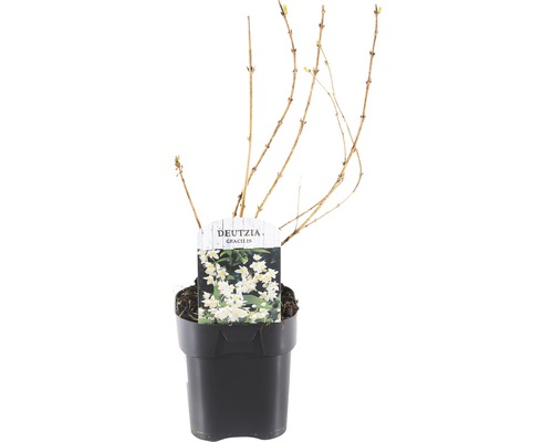 FLORASELF® Bruidsbloem Deutzia gracilis potmaat Ø 14 cm