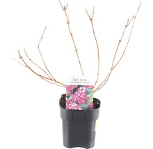 Deutzia ''Strawberry Fields'' in pot