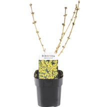 FLORASELF® Chinees Klokje Forsythia intermedia 'Goldrausch' potmaat Ø 14 cm