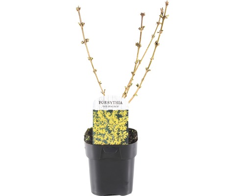FLORASELF® Chinees Klokje Forsythia intermedia 'Goldrausch' potmaat Ø 14 cm Forsythia Goldrausch in pot