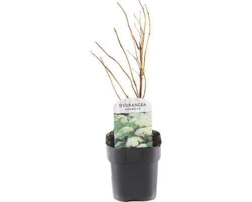 FLORASELF® Hortensia Hydrangea arborescens 'Annabelle' potmaat Ø 14 cm