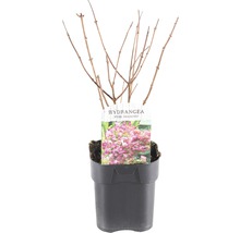 FLORASELF® Pluimhortensia Hydrangea paniculata 'Pink Diamond' potmaat Ø 14 cm
