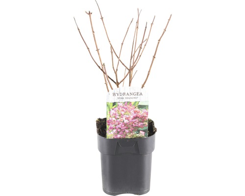 FLORASELF® Pluimhortensia Hydrangea paniculata 'Pink Diamond' potmaat Ø 14 cm Pink Diamond Hortensia in pot met plantenlabel