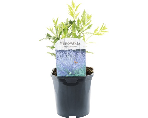 FLORASELF® Reuzenlavendel Perovskia atriplicifolia 'Blue Spire' potmaat Ø 14 cm Perovskia Blue Spire plant in pot