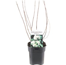 Philadelphus Snowbelle in pot, sierstruik