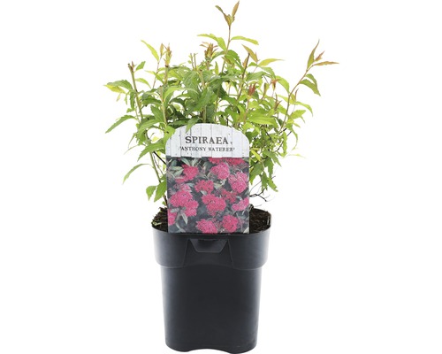 Spiraea Anthony Waterer in pot