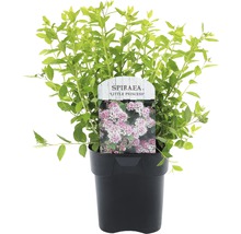 Spiraea Little Princess in pot