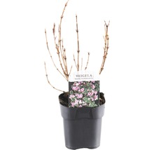 Weigelia Nana Variegata in pot