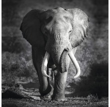 Zwart-wit fotografie van een olifant met lange slagtanden