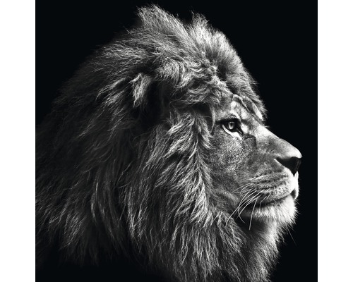 PURE LIVING Schilderij glas Grey Lion Head 20x20 cm