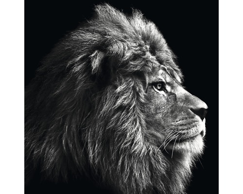 PURE LIVING Schilderij glas Grey Lion Head 80x80 cm