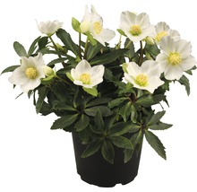 Kerstroos in pot met witte bloemen