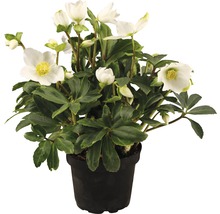 Kerstroos in pot met witte bloemen