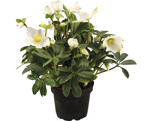 FLORASELF Kerstroos Helleborus niger 'Christmas Darling' potmaat Ø 17,0 cm Kerstroos in pot met witte bloemen