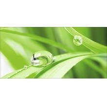Dauwdruppels op een groen blad