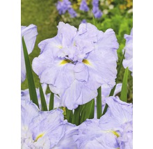 Close-up van een lichtpaarse iris met groene bladeren