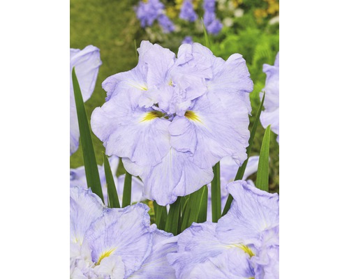 FLORASELF Japanse iris Iris ensata Dinner Plate 'Ice Cream' potmaat Ø 11 cm H 10-30 cm Close-up van een lichtpaarse iris met groene bladeren