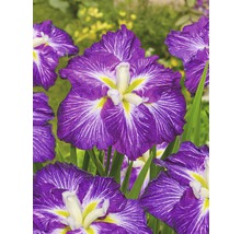 Close-up van irisbloemen