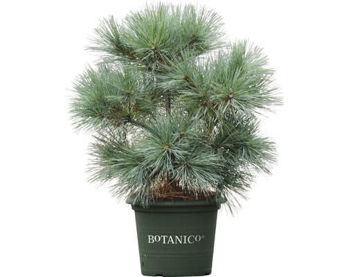 BOTANICO Den Pinus strobus 'Radiata' potmaat Ø29 cm H 50-60 cm