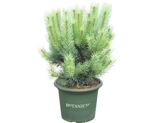 BOTANICO Den Pinus sylvestris 'Watereri' potmaat Ø29 cm H 50-60 cm