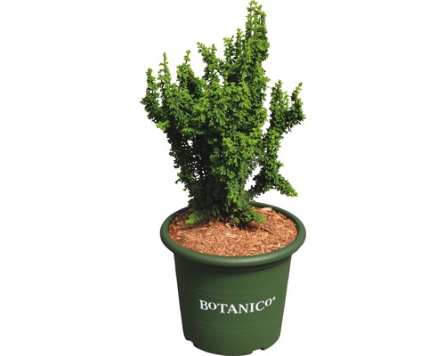 BOTANICO DwergcypresChamaecyparis obtusa 'Chirimen' potmaat Ø20 cm H 20-25 cm Cipres in pot voor de tuin