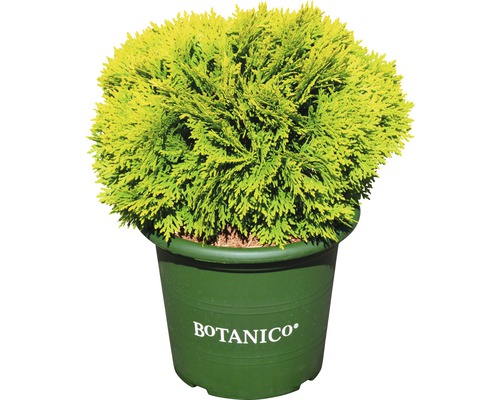 BOTANICO Levensboom Thuja occidentalis 'Mirjam'® potmaat Ø20 cm H 25-30 cm Bolcipres in een pot met het Botanico logo