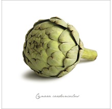 Artisjok groente