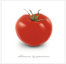 Een enkele tomaat van de soort Solanum lycopersicum.