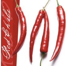 Vier rode chilipepers