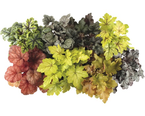 Diverse Heuchera planten met bladeren