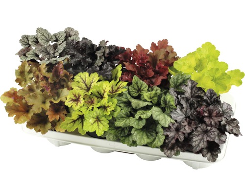 Diverse Heuchera planten in een tray