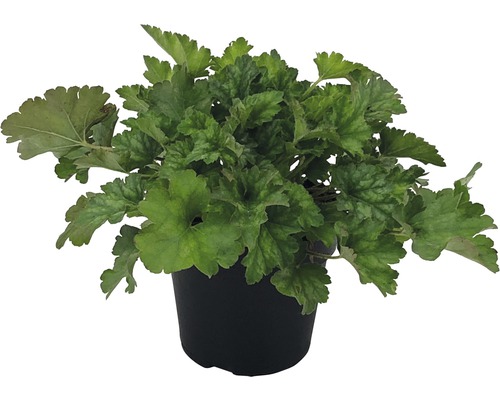 Heuchera plant in pot