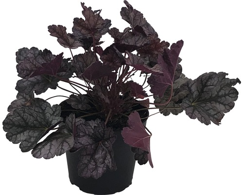 Purperklokje plant in pot