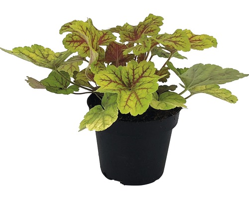 Purperklokje in een pot
