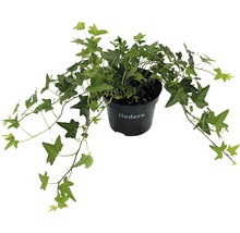 Klimop plant in pot
