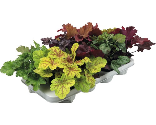 Verschillende Heuchera planten in een kweekbak.