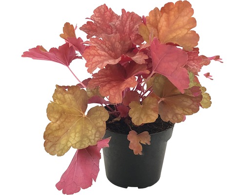 Purperklokje plant in een pot