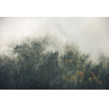 Mistig bos met naaldbomen